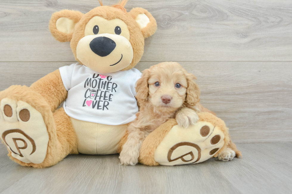 Friendly Cockapoo Baby