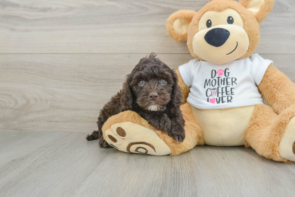 Playful Cocker Doodle Poodle Mix Puppy