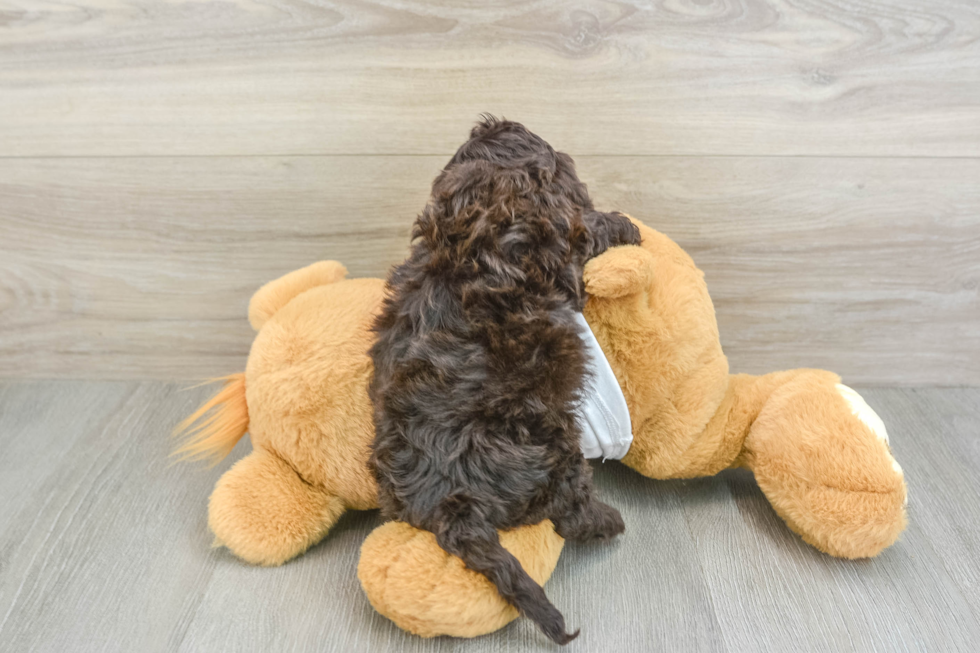 Happy Cockapoo Baby