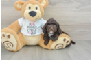 Cockapoo Pup Being Cute
