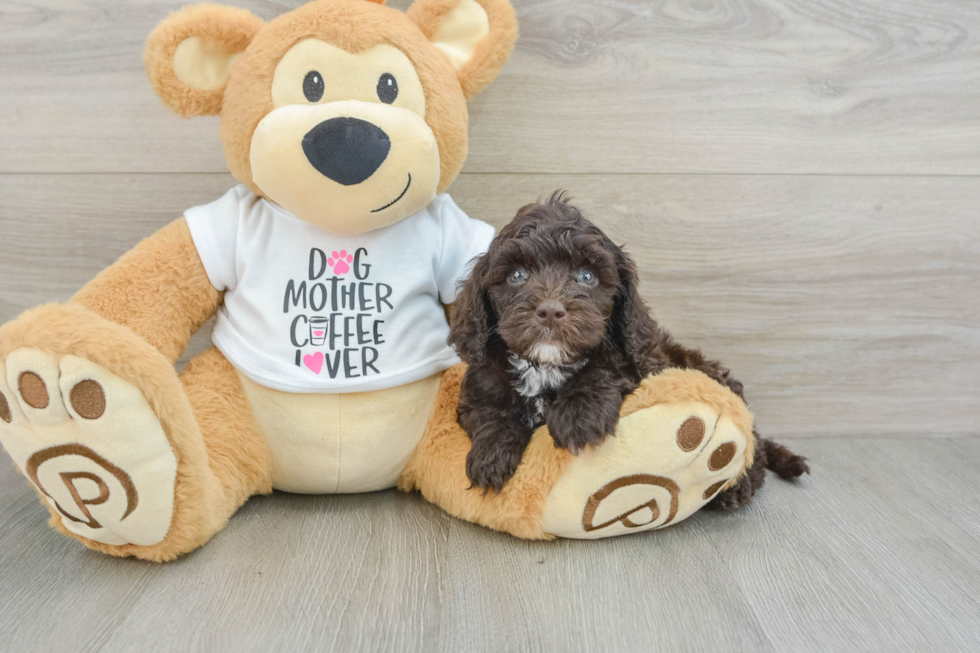 Cockapoo Pup Being Cute