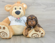 7 week old Cockapoo Puppy For Sale - Windy City Pups