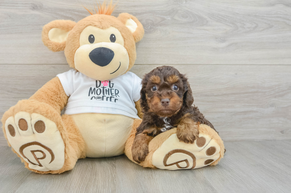 6 week old Cockapoo Puppy For Sale - Windy City Pups