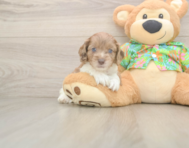 7 week old Cockapoo Puppy For Sale - Windy City Pups