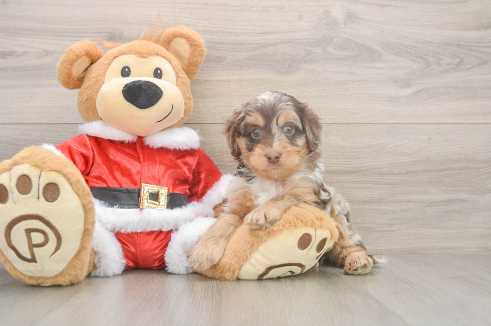 6 week old Cockapoo Puppy For Sale - Windy City Pups