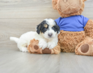 7 week old Cockapoo Puppy For Sale - Windy City Pups