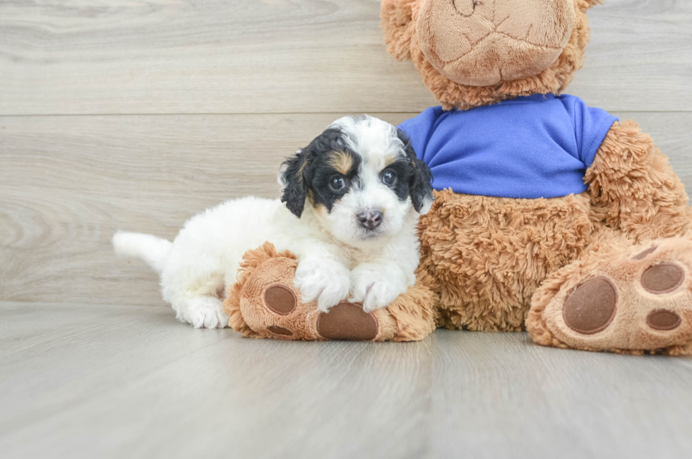 7 week old Cockapoo Puppy For Sale - Windy City Pups