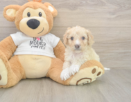 5 week old Cockapoo Puppy For Sale - Windy City Pups