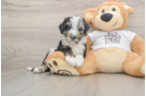 Playful Cocker Doodle Poodle Mix Puppy