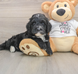 5 week old Cockapoo Puppy For Sale - Windy City Pups