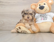 8 week old Cockapoo Puppy For Sale - Windy City Pups