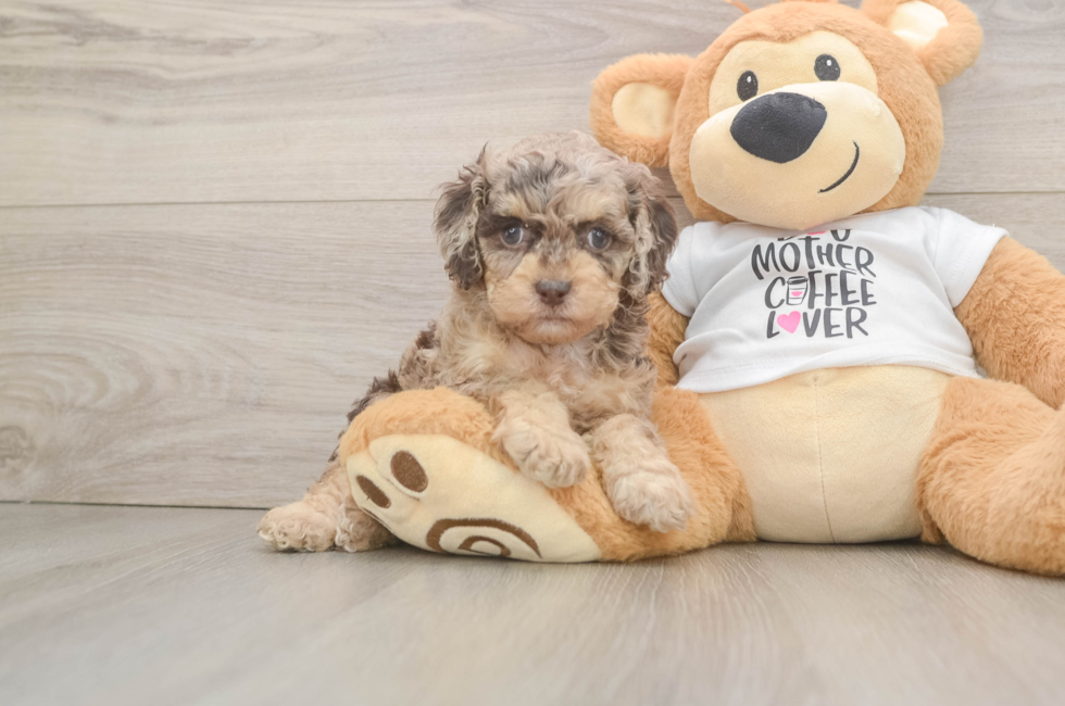 5 week old Cockapoo Puppy For Sale - Windy City Pups