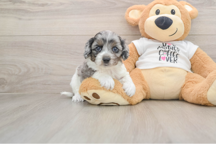 Popular Cockapoo Poodle Mix Pup