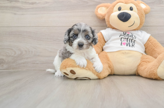 Popular Cockapoo Poodle Mix Pup