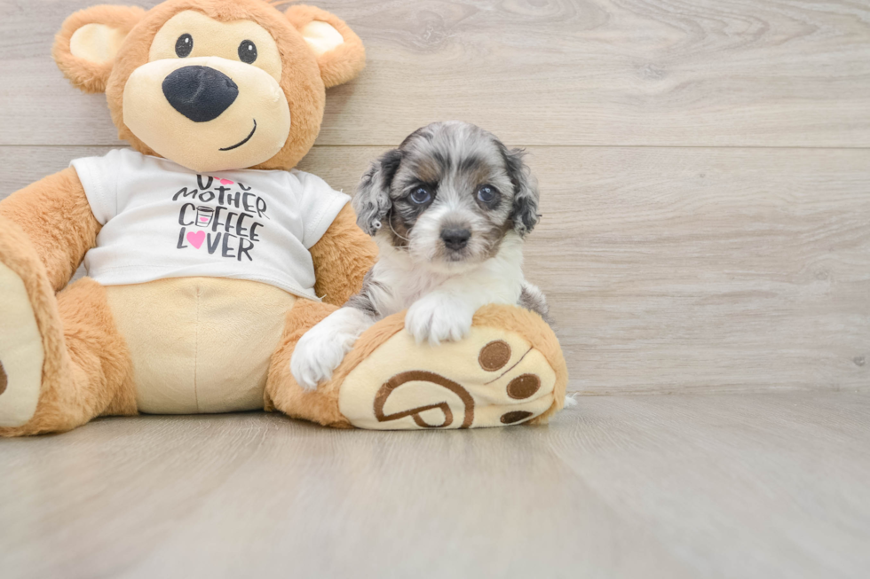 Fluffy Cockapoo Poodle Mix Pup