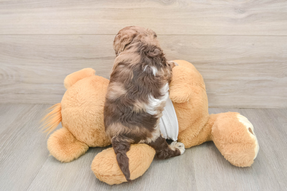 Cockapoo Pup Being Cute
