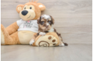Smart Cockapoo Poodle Mix Pup