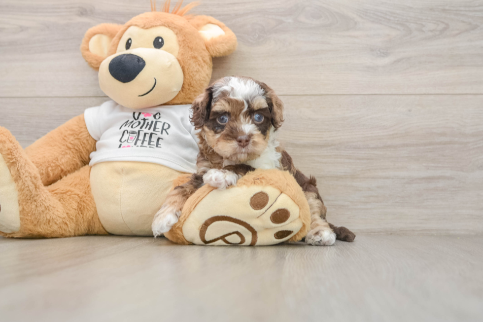 Smart Cockapoo Poodle Mix Pup