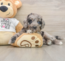 5 week old Cockapoo Puppy For Sale - Windy City Pups