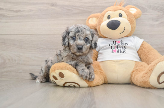 Cockapoo Puppy for Adoption