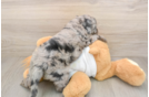 Best Cockapoo Baby