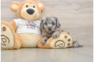 Smart Cockapoo Poodle Mix Pup