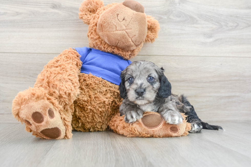 Friendly Cockapoo Baby