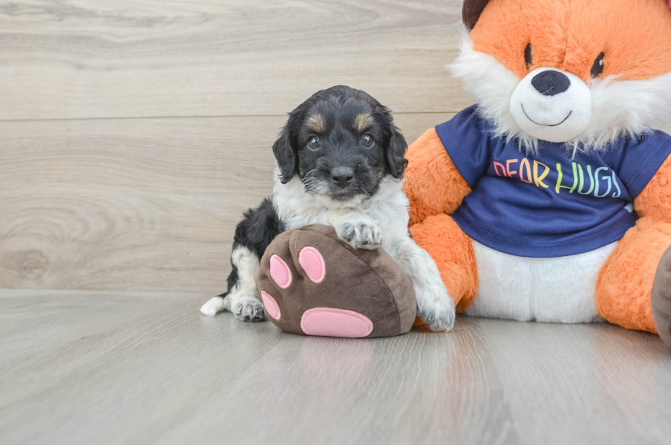 5 week old Cockapoo Puppy For Sale - Windy City Pups
