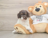 8 week old Cockapoo Puppy For Sale - Windy City Pups