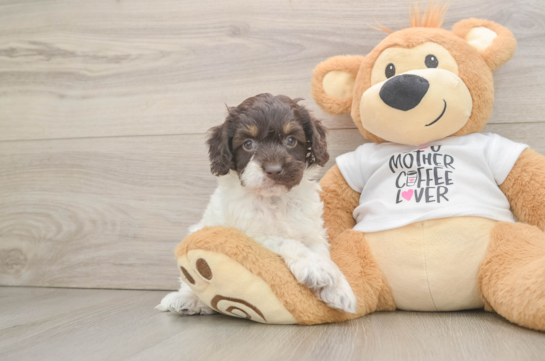 Best Cockapoo Baby
