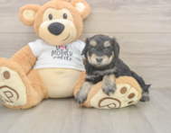 5 week old Cockapoo Puppy For Sale - Windy City Pups