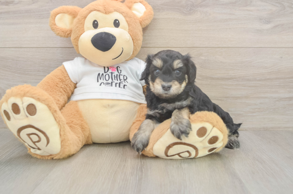 5 week old Cockapoo Puppy For Sale - Windy City Pups