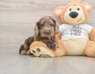 6 week old Cockapoo Puppy For Sale - Windy City Pups