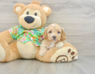 7 week old Cockapoo Puppy For Sale - Windy City Pups