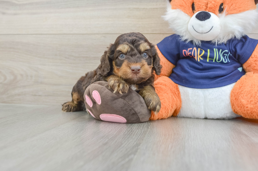 5 week old Cockapoo Puppy For Sale - Windy City Pups
