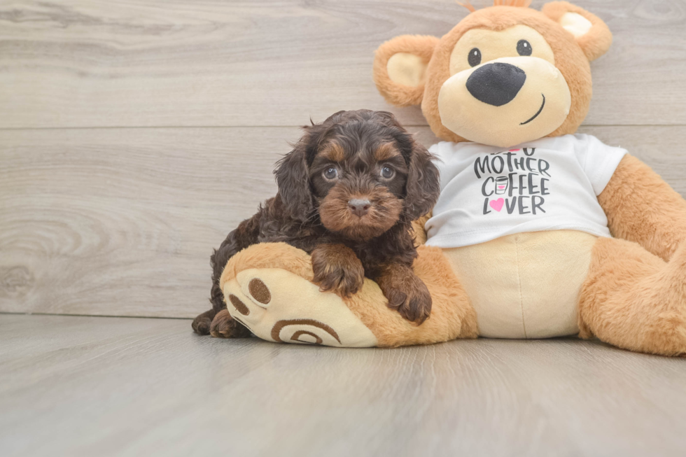 Petite Cockapoo Poodle Mix Pup