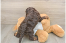 Cockapoo Puppy for Adoption