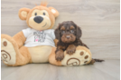 Adorable Cocker Doodle Poodle Mix Puppy