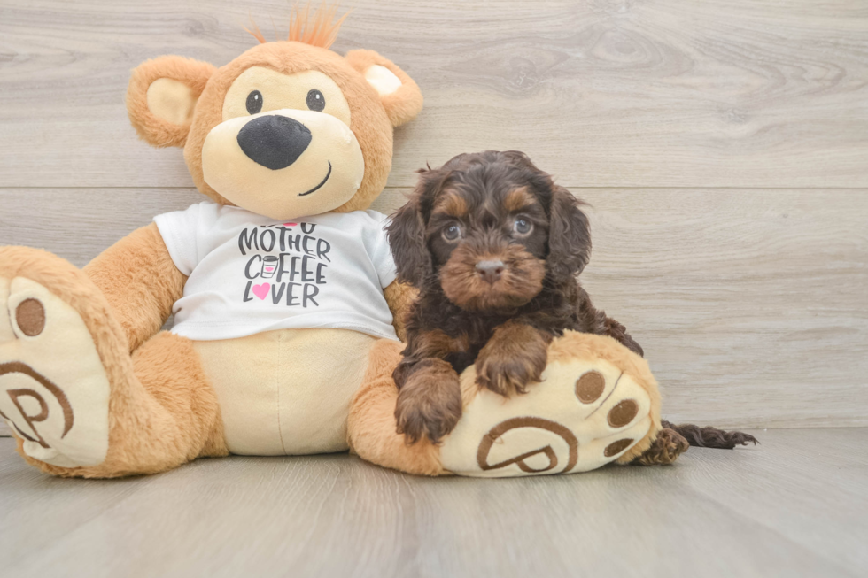 Adorable Cocker Doodle Poodle Mix Puppy