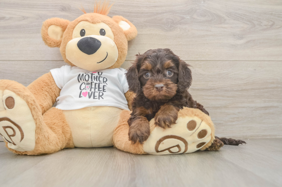 5 week old Cockapoo Puppy For Sale - Windy City Pups