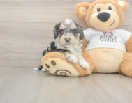 5 week old Cockapoo Puppy For Sale - Windy City Pups
