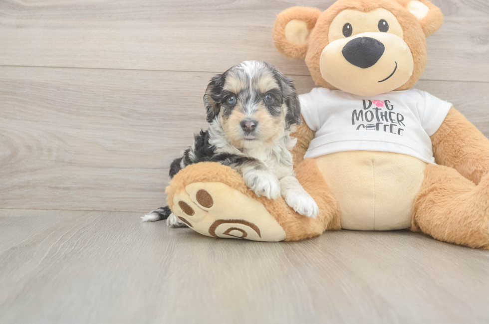 6 week old Cockapoo Puppy For Sale - Windy City Pups