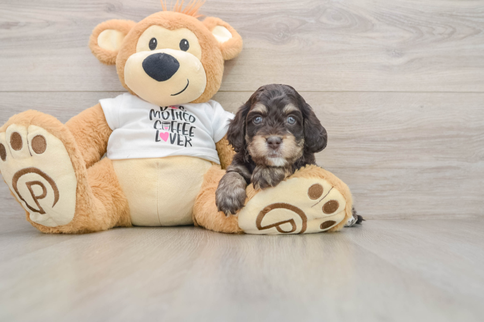 Playful Cocker Doodle Poodle Mix Puppy