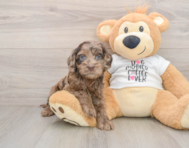 6 week old Cockapoo Puppy For Sale - Windy City Pups