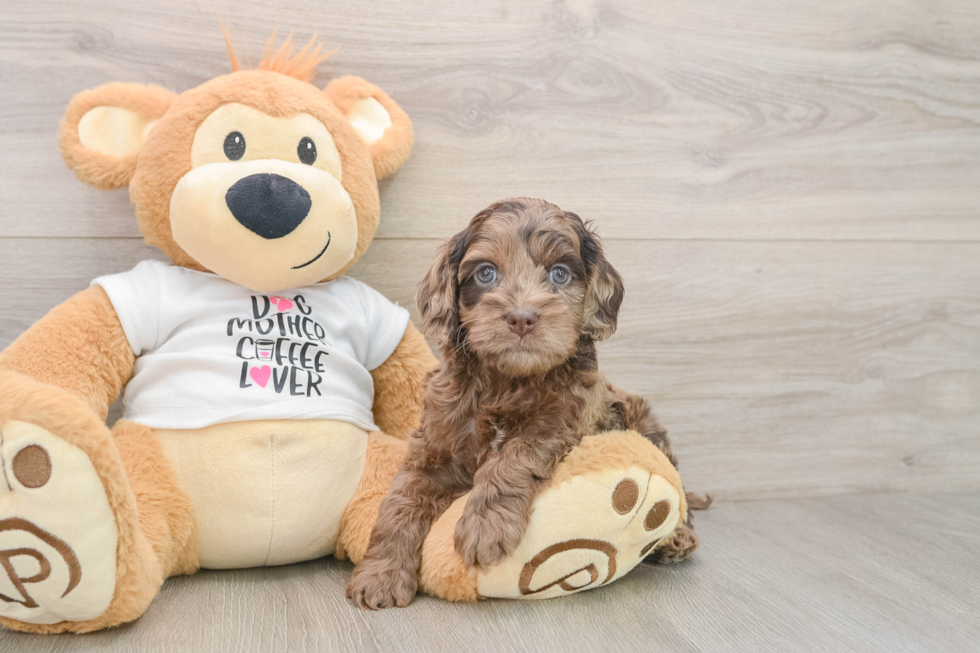 Cockapoo Puppy for Adoption