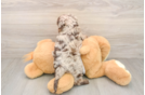 Cute Cockapoo Baby