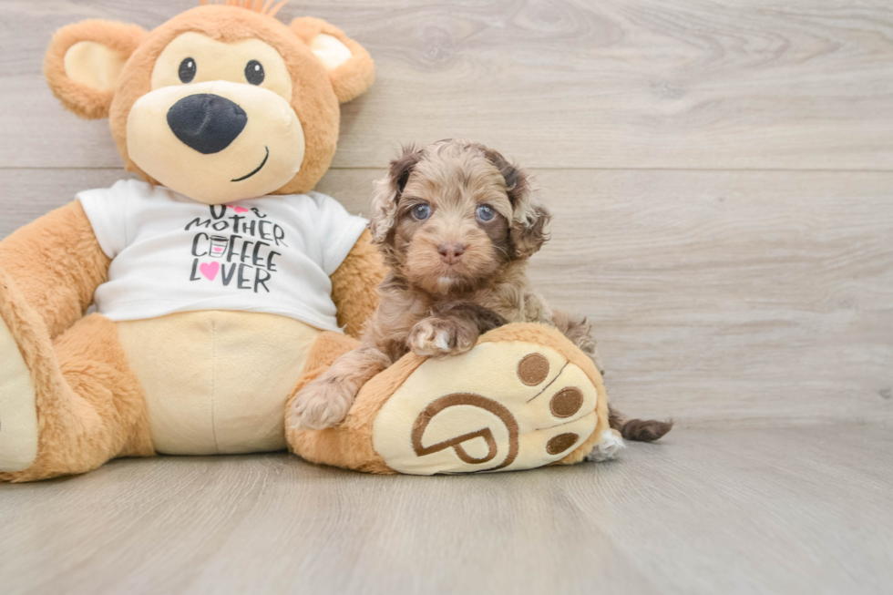 Cockapoo Puppy for Adoption