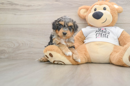 Hypoallergenic Cocker Doodle Poodle Mix Puppy