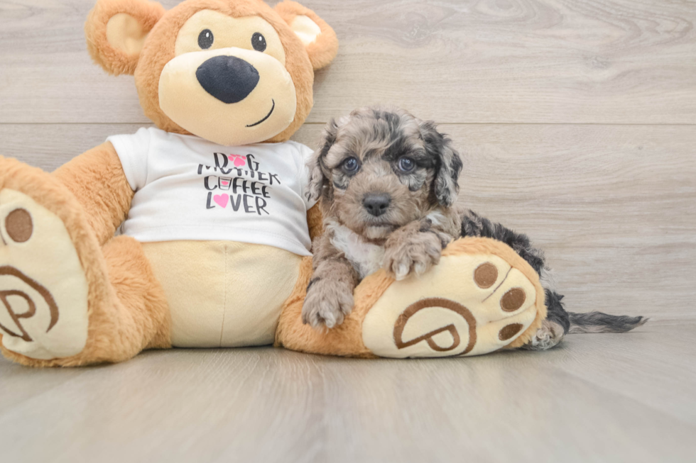 Cockapoo Pup Being Cute
