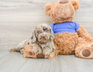 9 week old Cockapoo Puppy For Sale - Windy City Pups